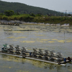 "Thả đâu, chết đó", người dân ôm nợ vì nuôi tôm